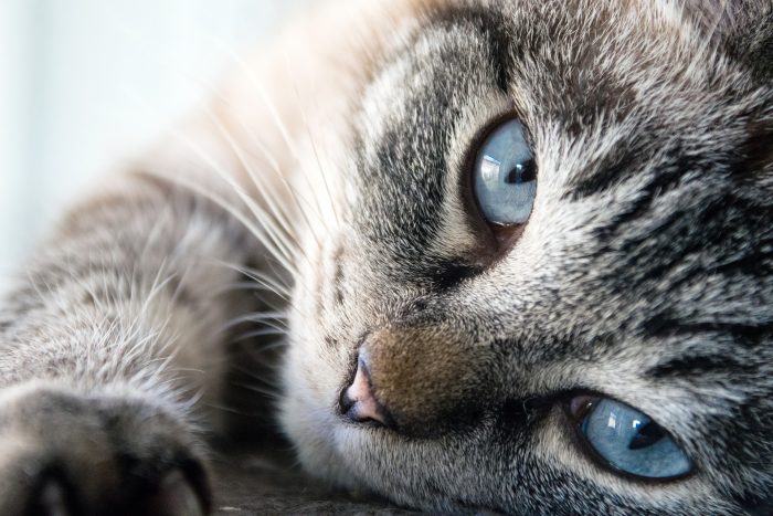 Cat owners in Sweden could face fines for leaving cats alone all day