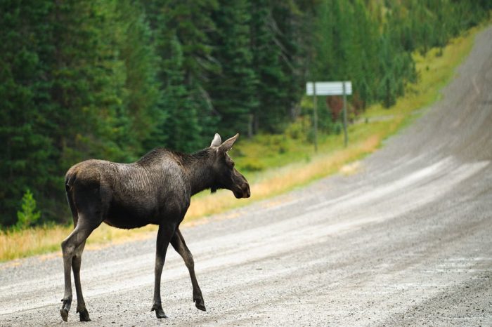 Moose migration live stream in Sweden attracts millions of viewers